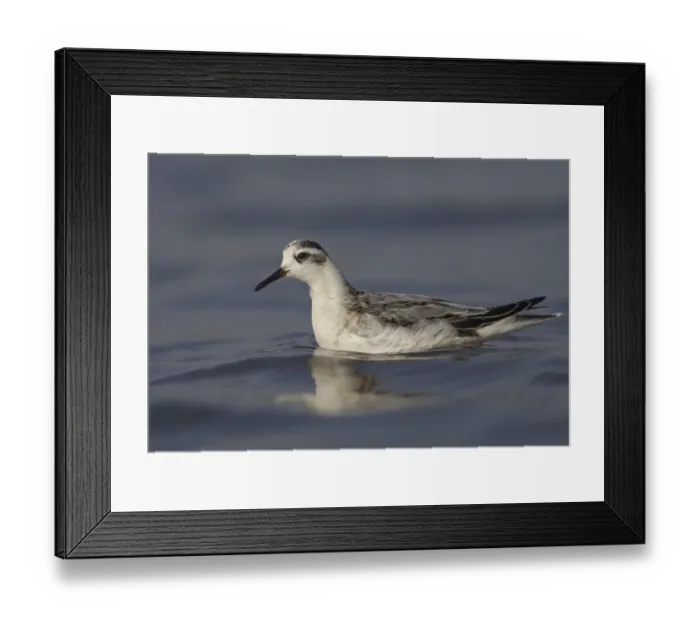 Framed Print : Red Phalarope (Phalaropus fulicarius)