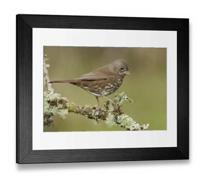 Framed Print : Sooty Fox Sparrow (Passerella unalaschcensis)