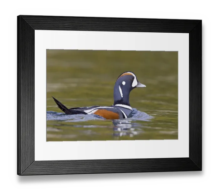 Framed Print : Harlequin Duck (Histrionicus histrionicus) male