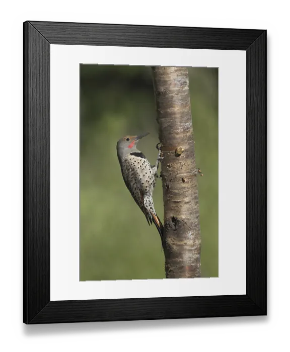 Framed Print : Northern Flicker (Colaptes auratus) Framed Print : Northern Flicker (Colaptes auratus)