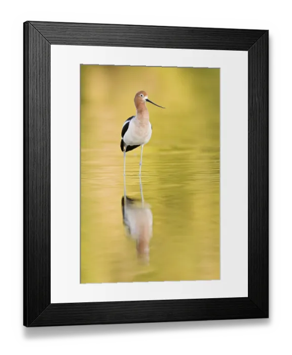 Framed Print : American Avocet (Recurvirostra americana) Framed Print : American Avocet (Recurvirostra americana)
