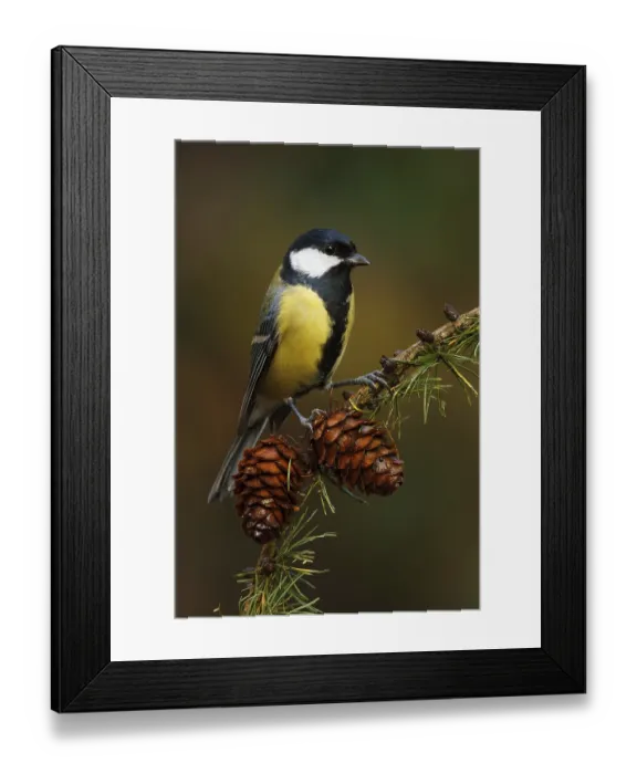 Framed Print : Great Tit (Parus major), Utrecht, Netherlands