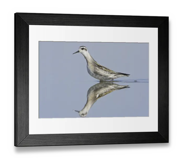 Framed Print : Red-necked Phalarope (Phalaropus lobatus)