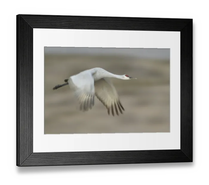Framed Print : Sandhill Crane (Antigone canadensis) flying Framed Print : Sandhill Crane (Antigone canadensis) flying
