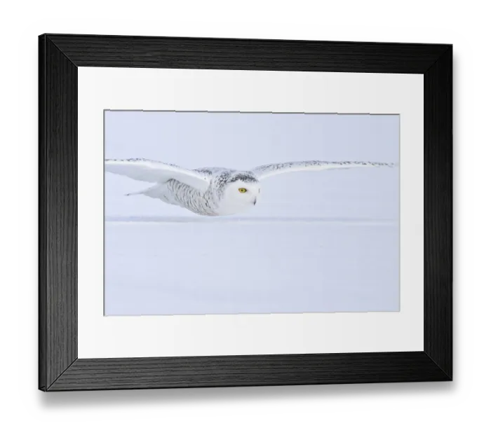 Framed Print : Snowy Owl (Bubo scandiacus) flying Framed Print : Snowy Owl (Bubo scandiacus) flying