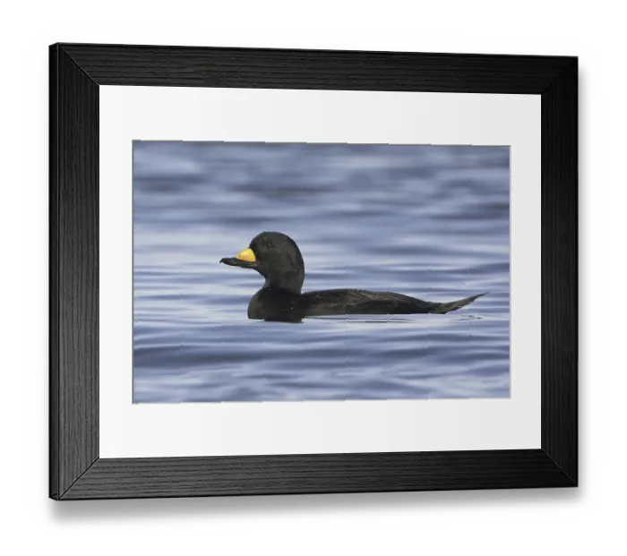 Framed Print : Black Scoter (Melanitta americana) Framed Print : Black Scoter (Melanitta americana)