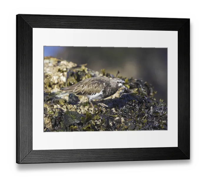 Framed Print : Black Turnstone (Arenaria melanocephala)