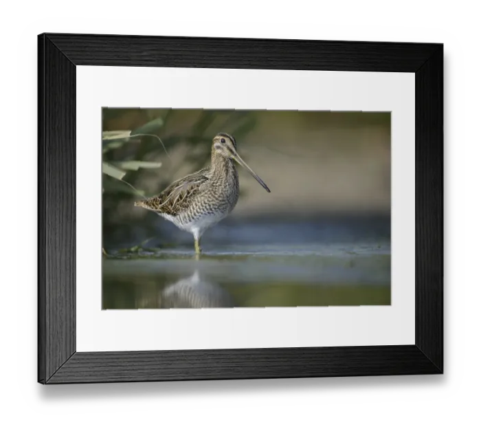 Framed Print : Common Snipe (Gallinago gallinago) Framed Print : Common Snipe (Gallinago gallinago)