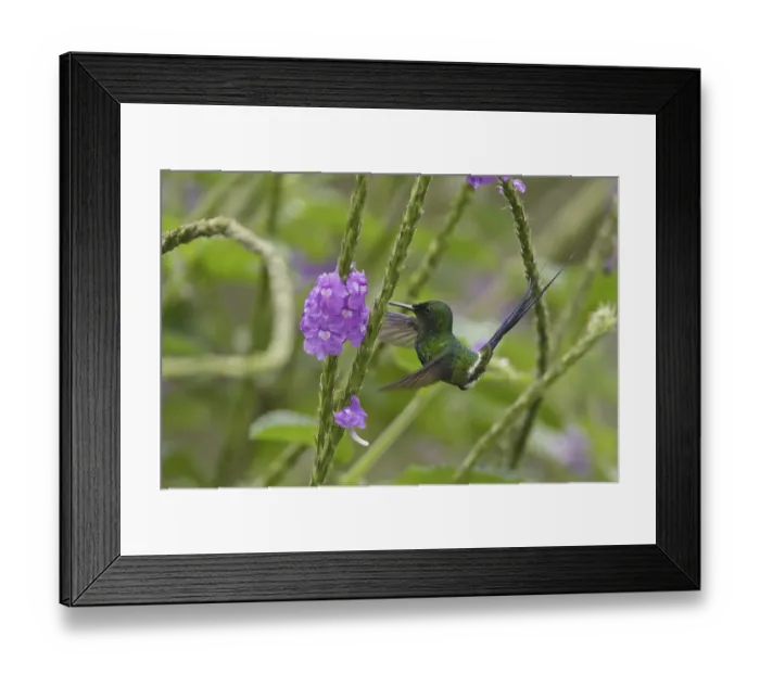 Framed Print : Green Thorntail (Discosura conversii) Framed Print : Green Thorntail (Discosura conversii)