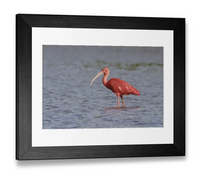 Framed Print : Scarlet Ibis (Eudocimus ruber)