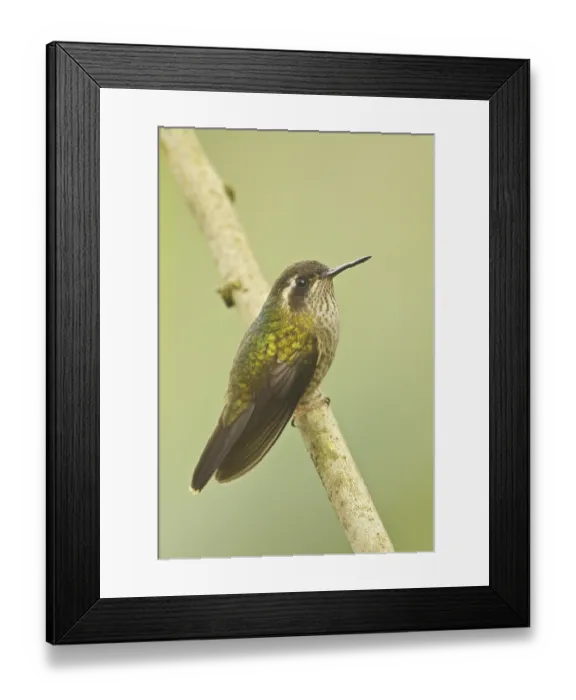 Framed Print : Speckled Hummingbird (Adelomyia melanogenys)