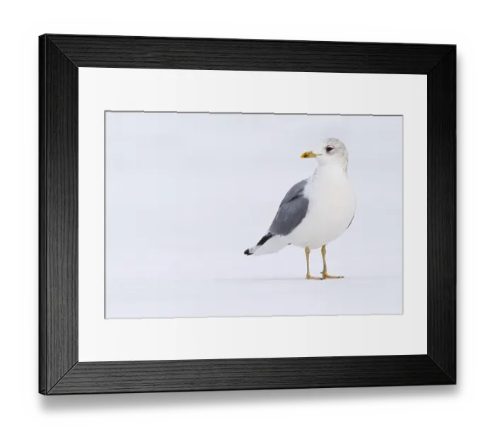 Framed Print : Mew Gull (Larus canus), Berlin, Germany, Europe
