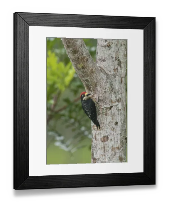 Framed Print : Black-cheeked Woodpecker (Melanerpes pucherani)