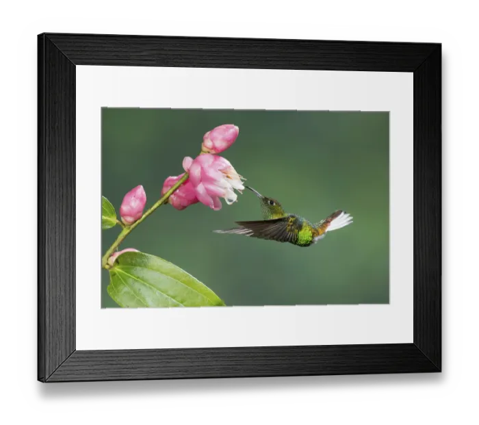 Framed Print : Coppery-headed Emerald (Elvira cupreiceps)