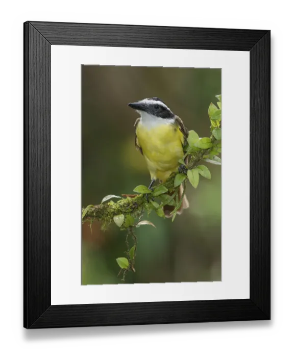 Framed Print : Great Kiskadee (Pitangus sulphuratus)