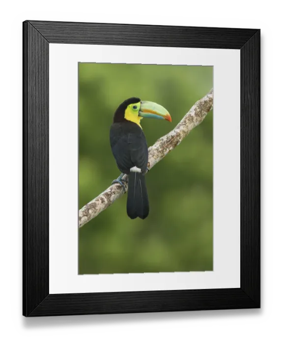 Framed Print : Keel-billed Toucan (Ramphastos sulfuratus)