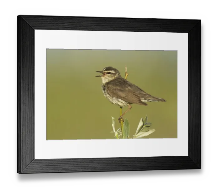 Framed Print : Northern Waterthrush (Parkesia noveboracensis) singing