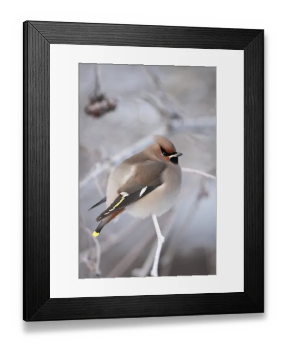 Framed Print : Bohemian Waxwing (Bombycilla garrulus)