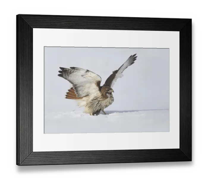Framed Print : Red-tailed Hawk (Buteo jamaicensis)