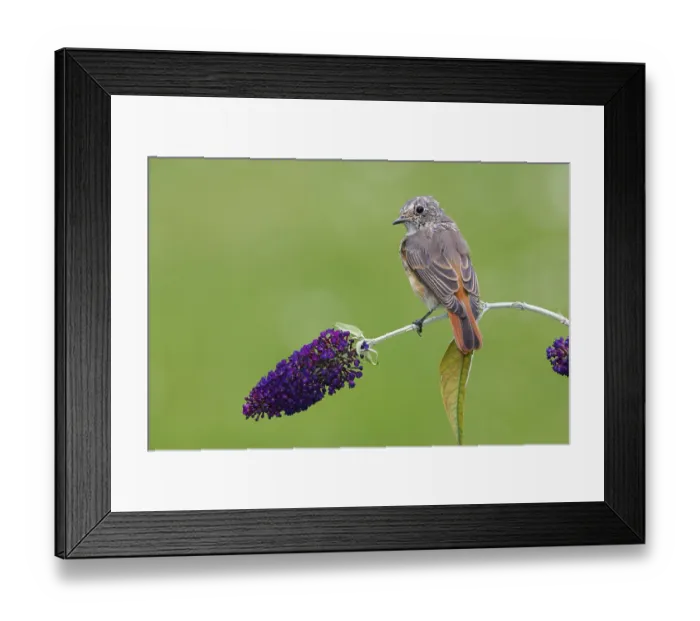 Framed Print : Common Redstart (Phoenicurus phoenicurus) juvenile Framed Print : Common Redstart (Phoenicurus phoenicurus) juvenile