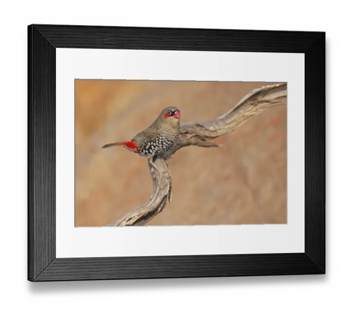 Framed Print : Red-eared Firetail (Stagonopleura oculata)