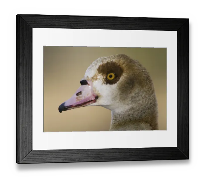 Framed Print : Egyptian Goose (Alopochen aegyptiaca) juvenile