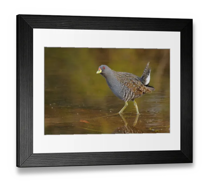 Framed Print : Australian Crake (Porzana fluminea) Framed Print : Australian Crake (Porzana fluminea)