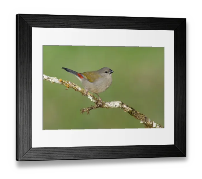 Framed Print : Red-browed Finch (Neochmia temporalis) juvenile Framed Print : Red-browed Finch (Neochmia temporalis) juvenile