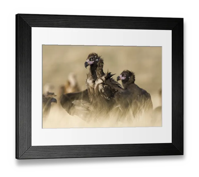 Framed Print : Cinereous Vulture (Aegypius monachus)