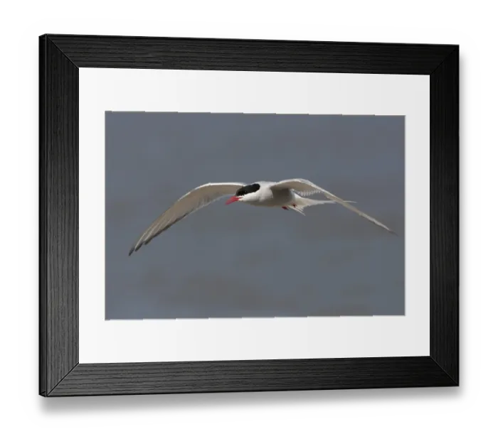 Framed Print : Arctic Tern (Sterna paradisaea) flying