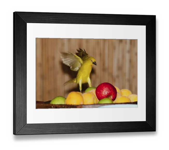 Framed Print : Eastern Golden Weaver (Ploceus subaureus)