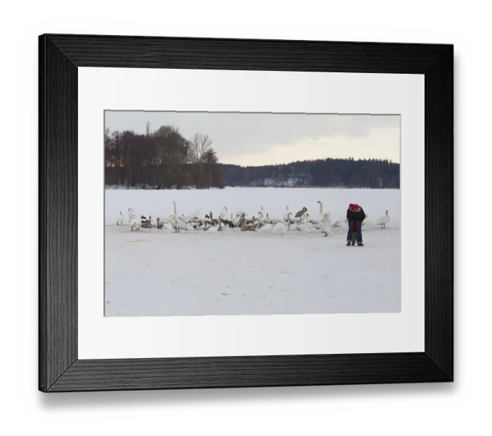 Framed Print : Mute Swan (Cygnus olor), Berlin, Germany, Europe