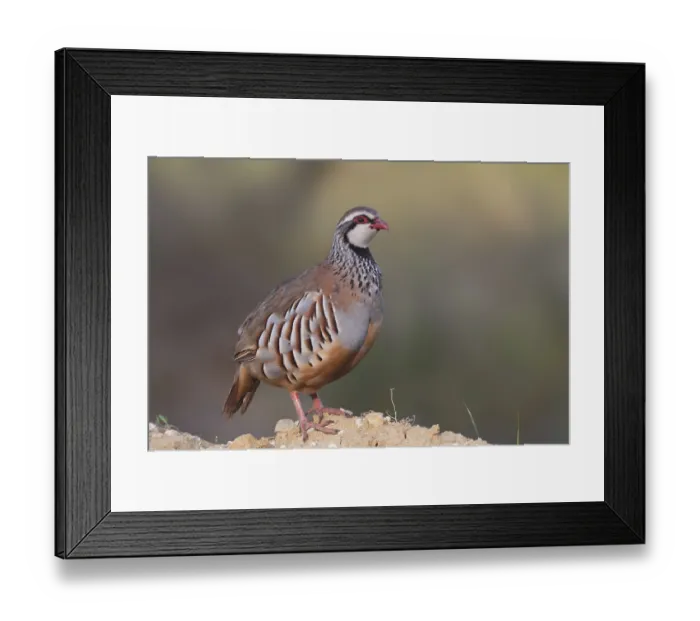Framed Print : Red-legged Partridge (Alectoris rufa) Framed Print : Red-legged Partridge (Alectoris rufa)