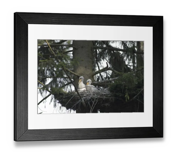 Framed Print : Black Stork (Ciconia nigra) juvenile