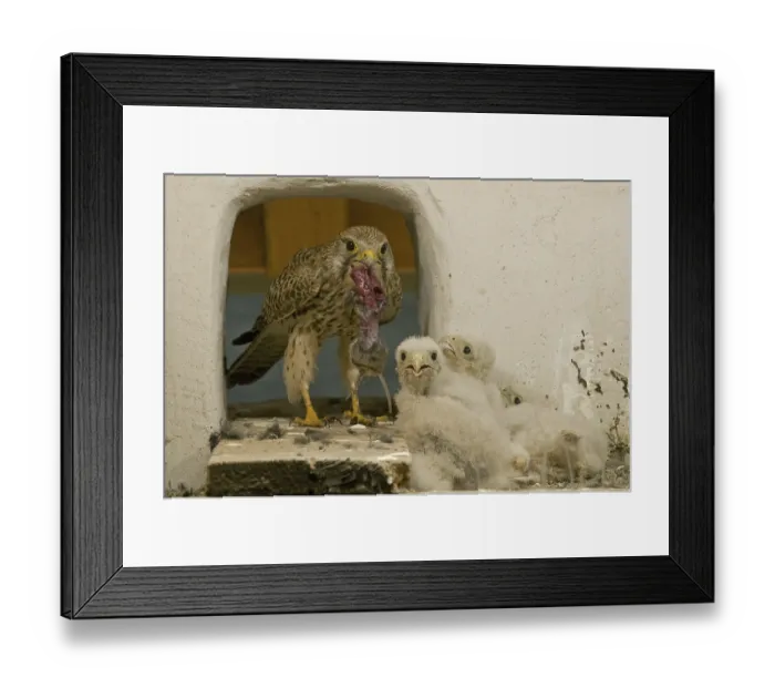 Framed Print : Common Kestrel (Falco tinnunculus) juvenile