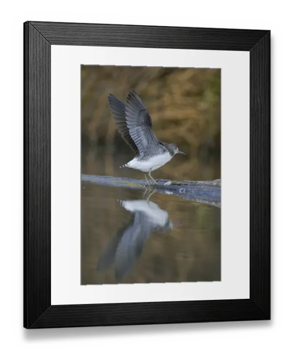 Framed Print : Green Sandpiper (Tringa ochropus)