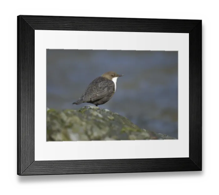 Framed Print : White-throated Dipper (Cinclus cinclus)