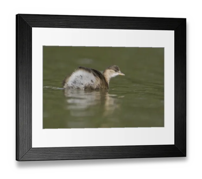 Framed Print : Little Grebe (Tachybaptus ruficollis)