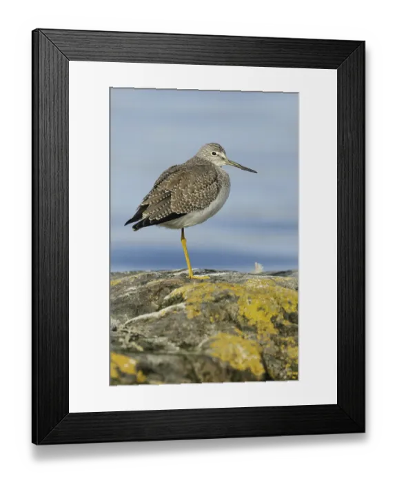 Framed Print : Greater Yellowlegs (Tringa melanoleuca)