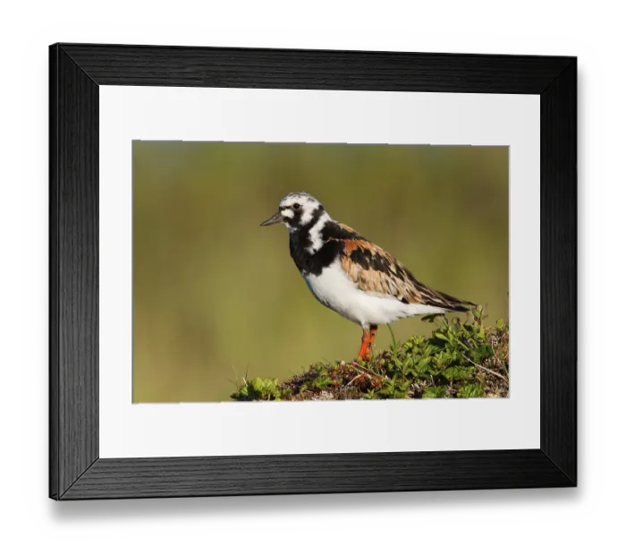 Framed Print : Ruddy Turnstone (Arenaria interpres) Framed Print : Ruddy Turnstone (Arenaria interpres)