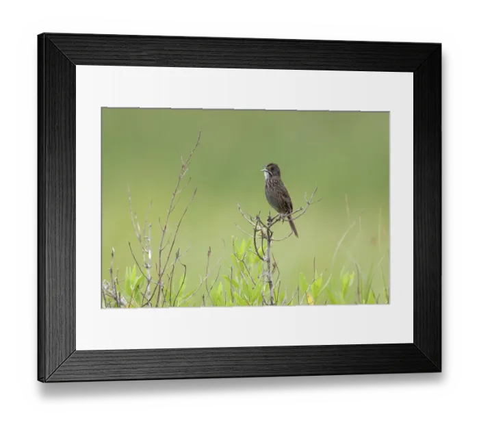 Framed Print : Seaside Sparrow (Ammodramus maritimus)