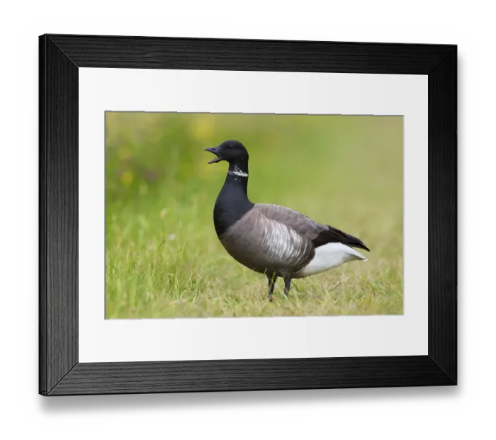 Framed Print : Brant Goose (Branta bernicla), Texel, Netherlands