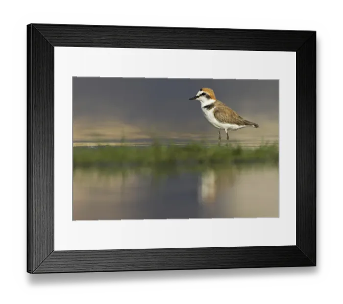 Framed Print : Kentish Plover (Charadrius alexandrinus) Framed Print : Kentish Plover (Charadrius alexandrinus)
