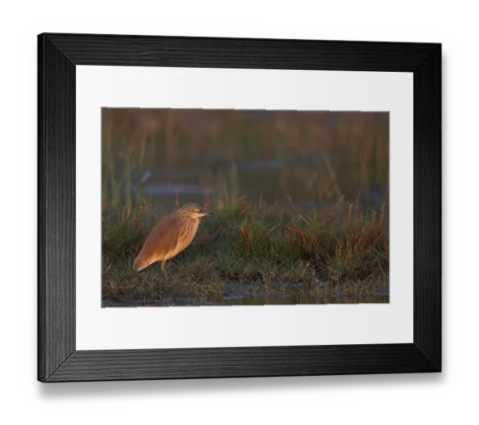 Framed Print : Squacco Heron (Ardeola ralloides)