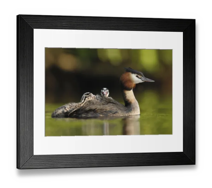 Framed Print : Great Crested Grebe (Podiceps cristatus) with juvenile Framed Print : Great Crested Grebe (Podiceps cristatus) with juvenile