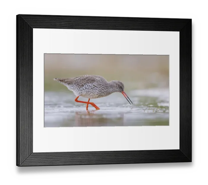 Framed Print : Common Redshank (Tringa totanus) foraging