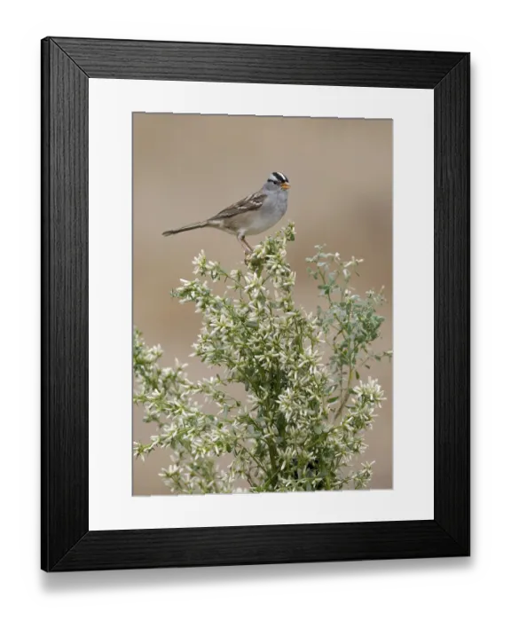 Framed Print : White-crowned Sparrow (Zonotrichia leucophrys) perched on branch