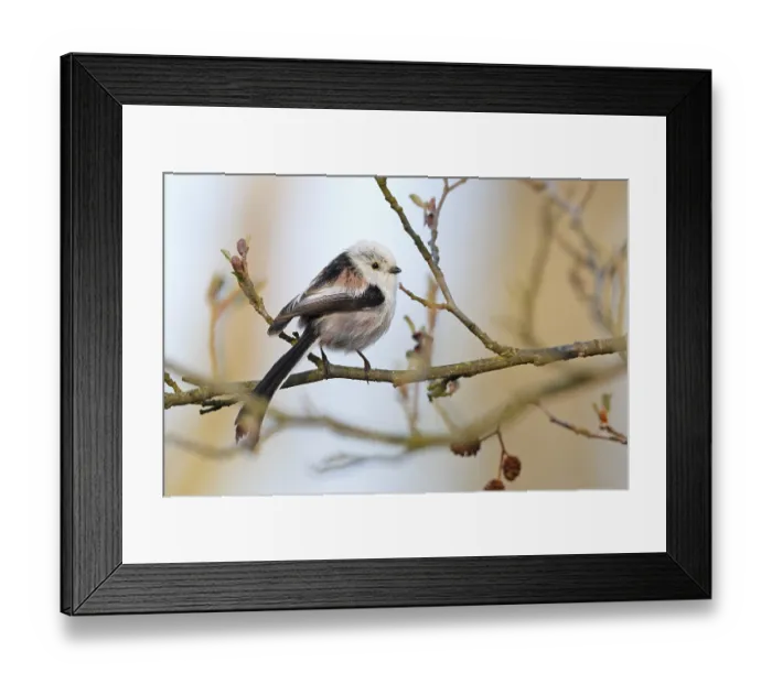 Framed Print : Long-tailed Tit (Aegithalos caudatus) perched on a branch Framed Print : Long-tailed Tit (Aegithalos caudatus) perched on a branch