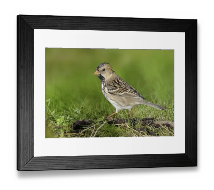Framed Print : Harris's Sparrow (Zonotrichia querula)