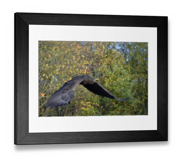 Framed Print : White-tailed Eagle (Haliaeetus albicilla) flying